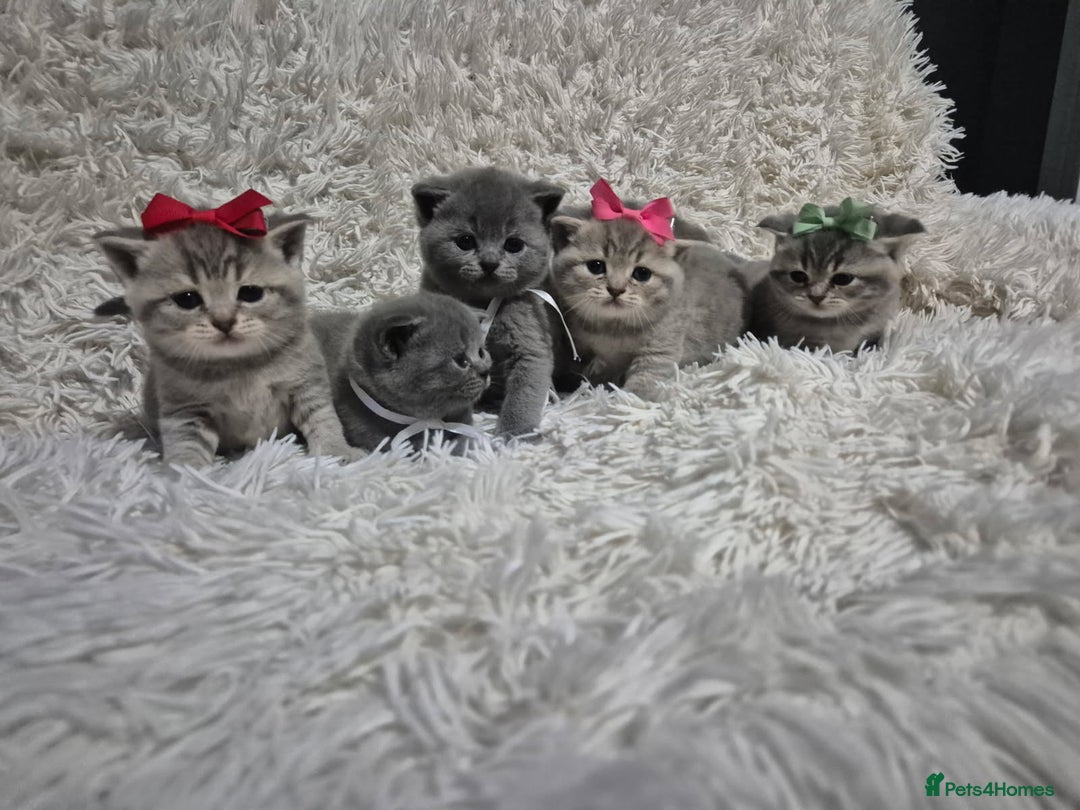 British Shorthair cats for sale: British short-hair kittens - Advert 3
