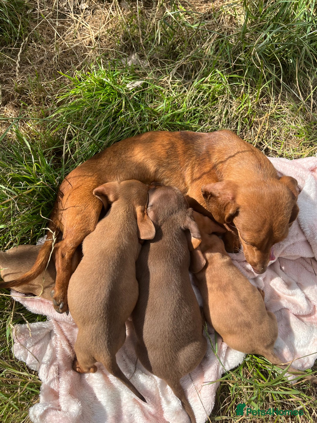 Miniature Dachshund dogs for sale: dachshund puppies - Image 11