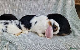 Mini Lop rabbits for sale: Mini Lop Male Rabbits - Image 6