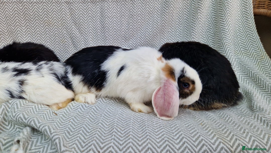 Mini Lop rabbits for sale: Mini Lop Male Rabbits - Image 6