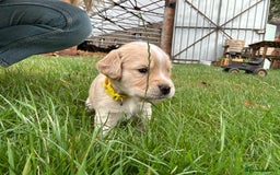 Cocker Spaniel dogs for sale: READY SOON! Working Cocker Spaniel mix Puppies  - Image 13