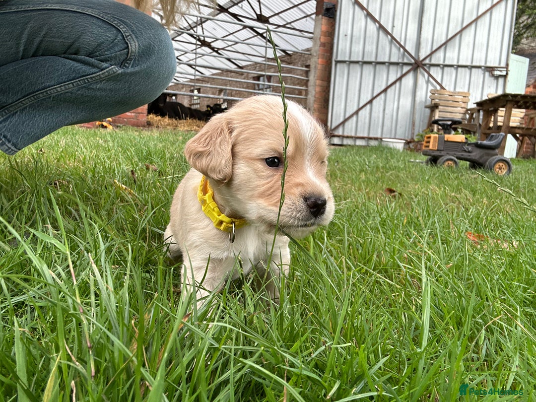 Cocker Spaniel dogs for sale: READY SOON! Working Cocker Spaniel mix Puppies  - Image 13