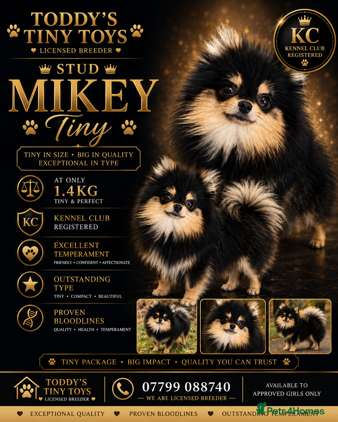 Pomeranian dogs stunning tiny 1.2kg pom stud boy  - Advert 9
