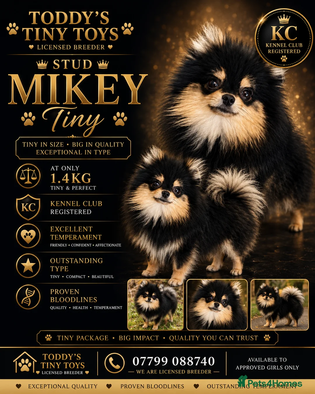 Pomeranian dogs for stud: stunning tiny 1.2kg pom stud boy  - Advert 2