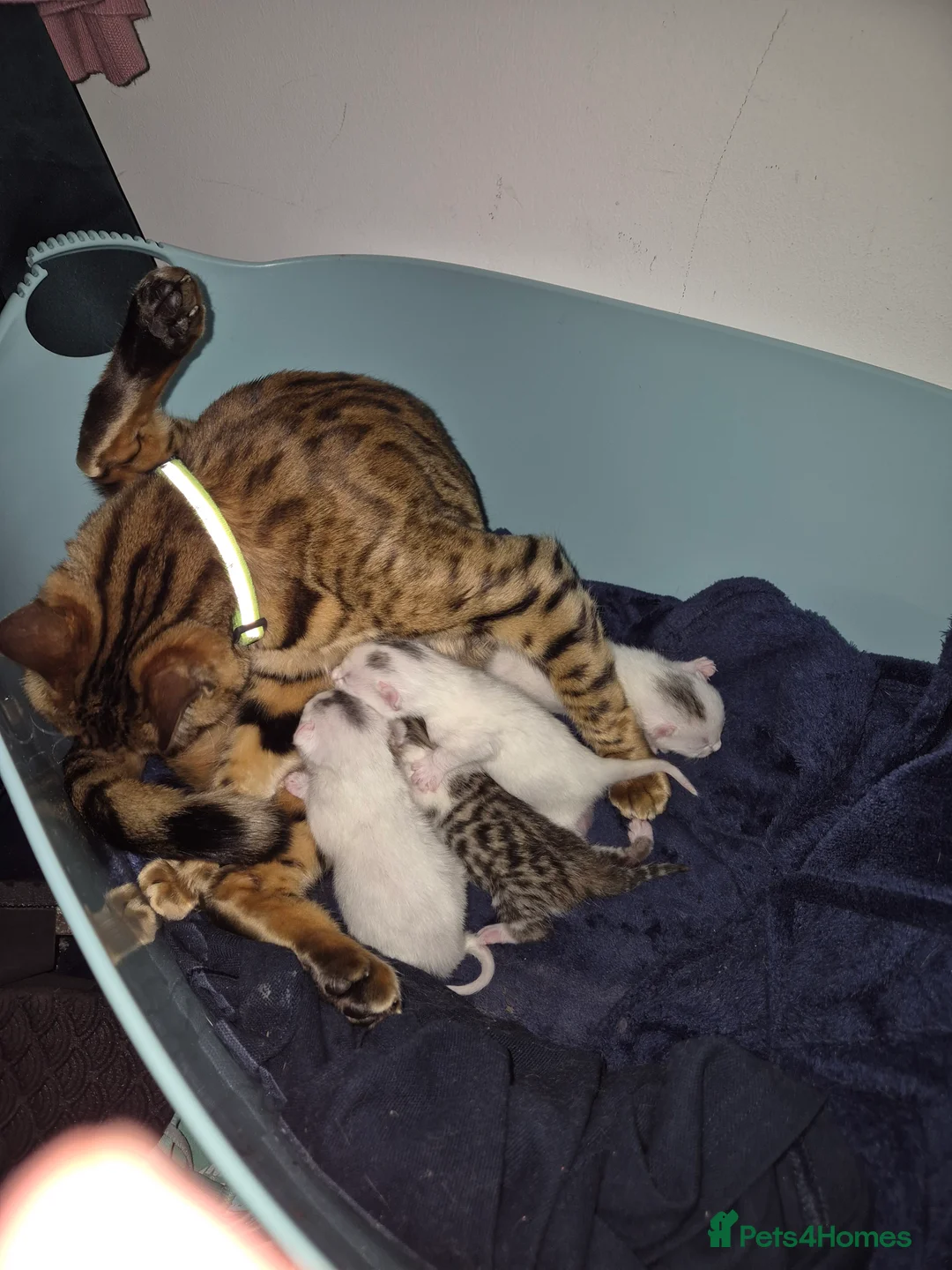 Mixed Breed cats for sale: 4 Kittens Looking For A New Home 13/05/2026 - Advert 4