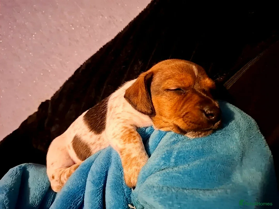 Jack Russell dogs for sale: Jack Russell  - Advert 10