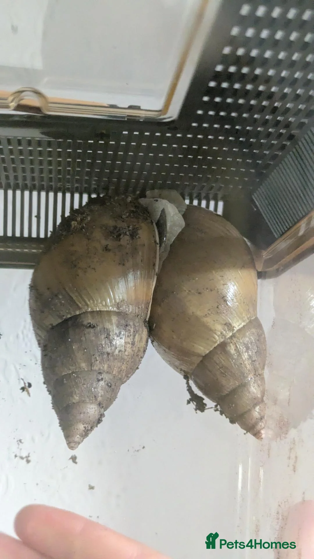 Snails invertebrates for sale: Giant African Land Snails - Jadatzi 2x Adults - Advert 2