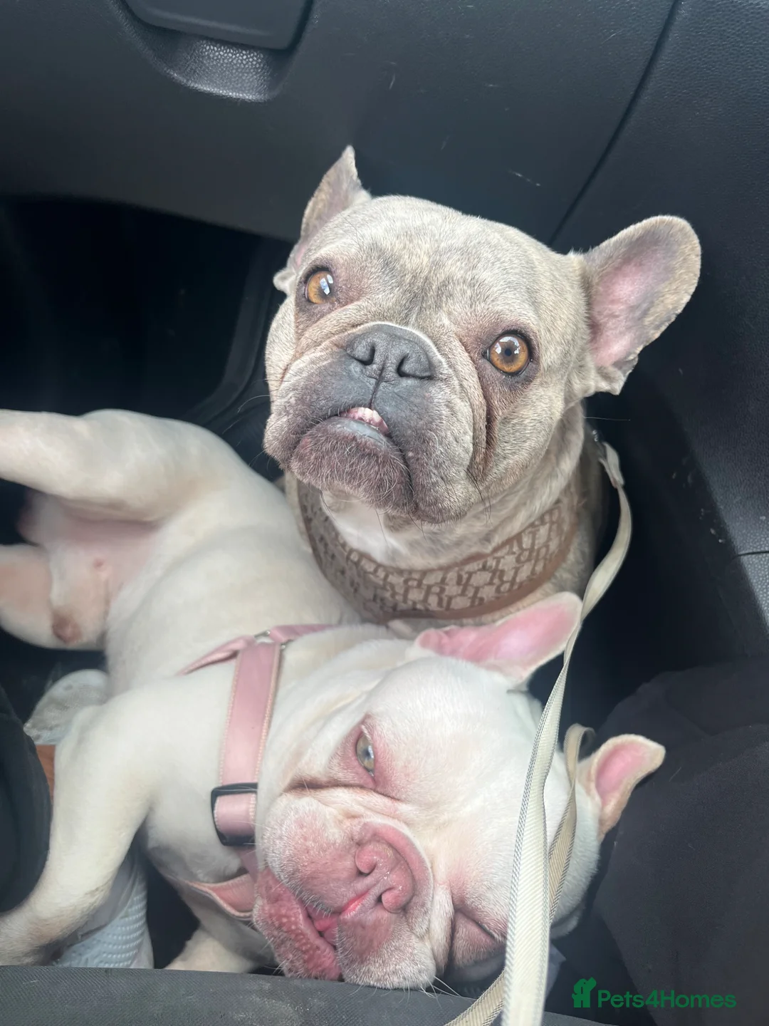 French Bulldog dogs for sale: Platinum Frenchie boy  in Prenton - Advert 2