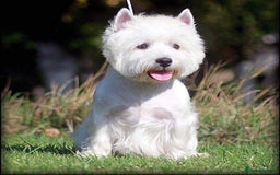 West Highland Terrier dogs for sale: Ready to leave now fully vaccinated 💕 - Image 9
