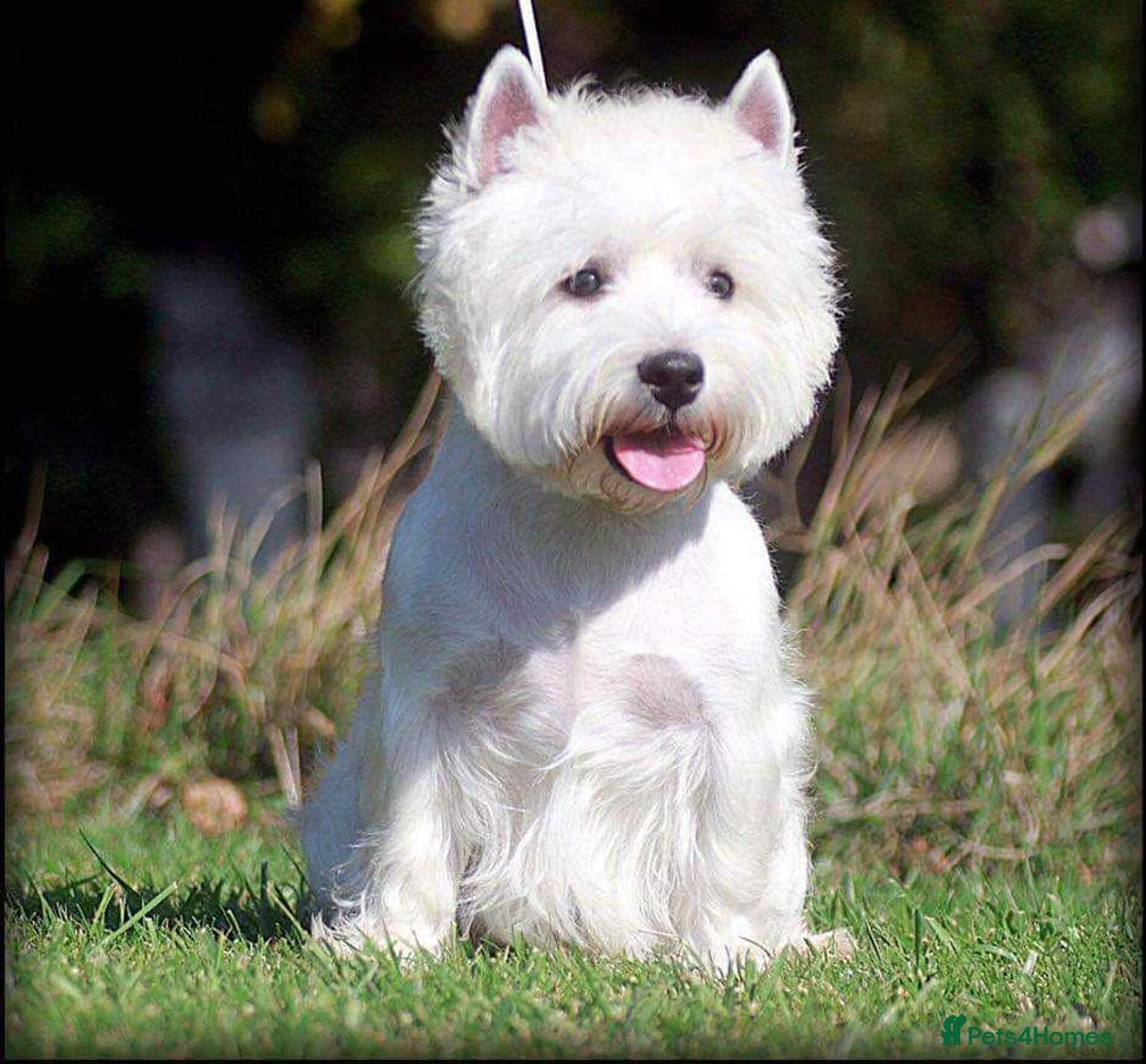 West Highland Terrier dogs for sale: Ready to leave now fully vaccinated 💕 - Image 9
