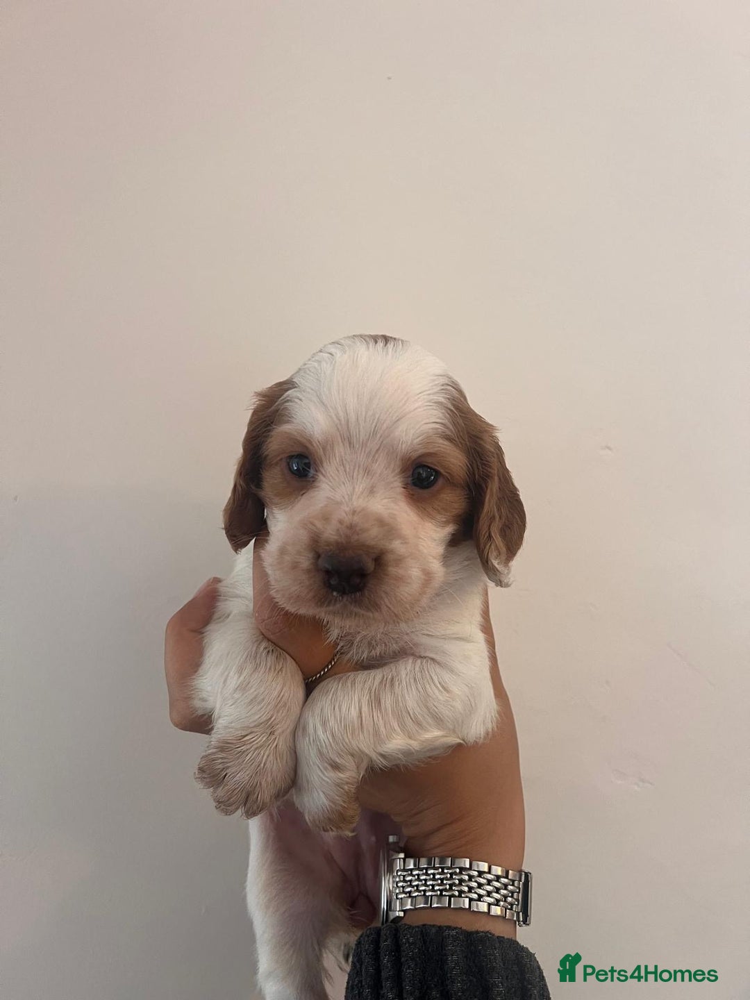 Cocker Spaniel dogs for sale: Working Cocker Spaniel Puppies  - Image 10