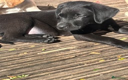 Mixed Breed dogs for sale: 3/4 Labrador 1/4 German wire hair pointer  - Image 39
