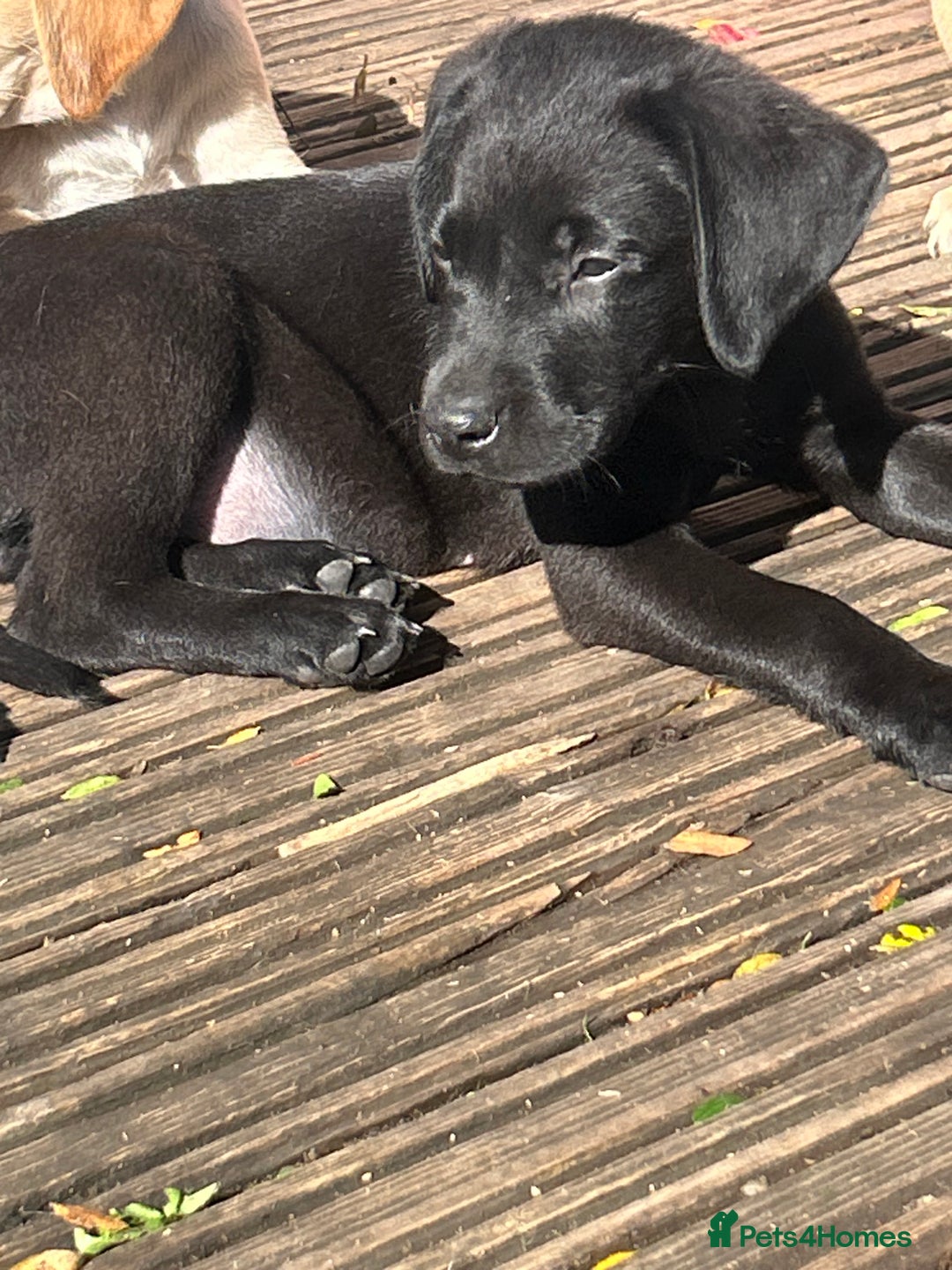 Mixed Breed dogs for sale: 3/4 Labrador 1/4 German wire hair pointer  - Image 39