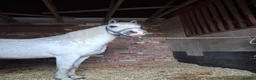Welsh Section A horses for sale: **ELSA** Manorfields Silver Lady, FleaBitten Grey in Wigan - Advert 7