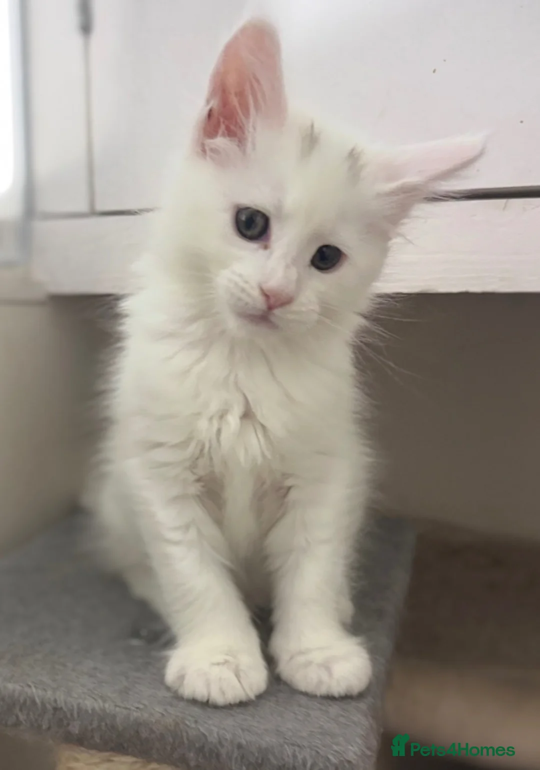 Maine Coon cats for sale: 💕Only 1 Girl Available💕Stunning White Mainecoon - Advert 8
