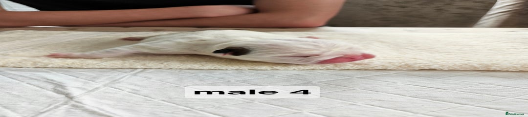 English Bulldog male 4
