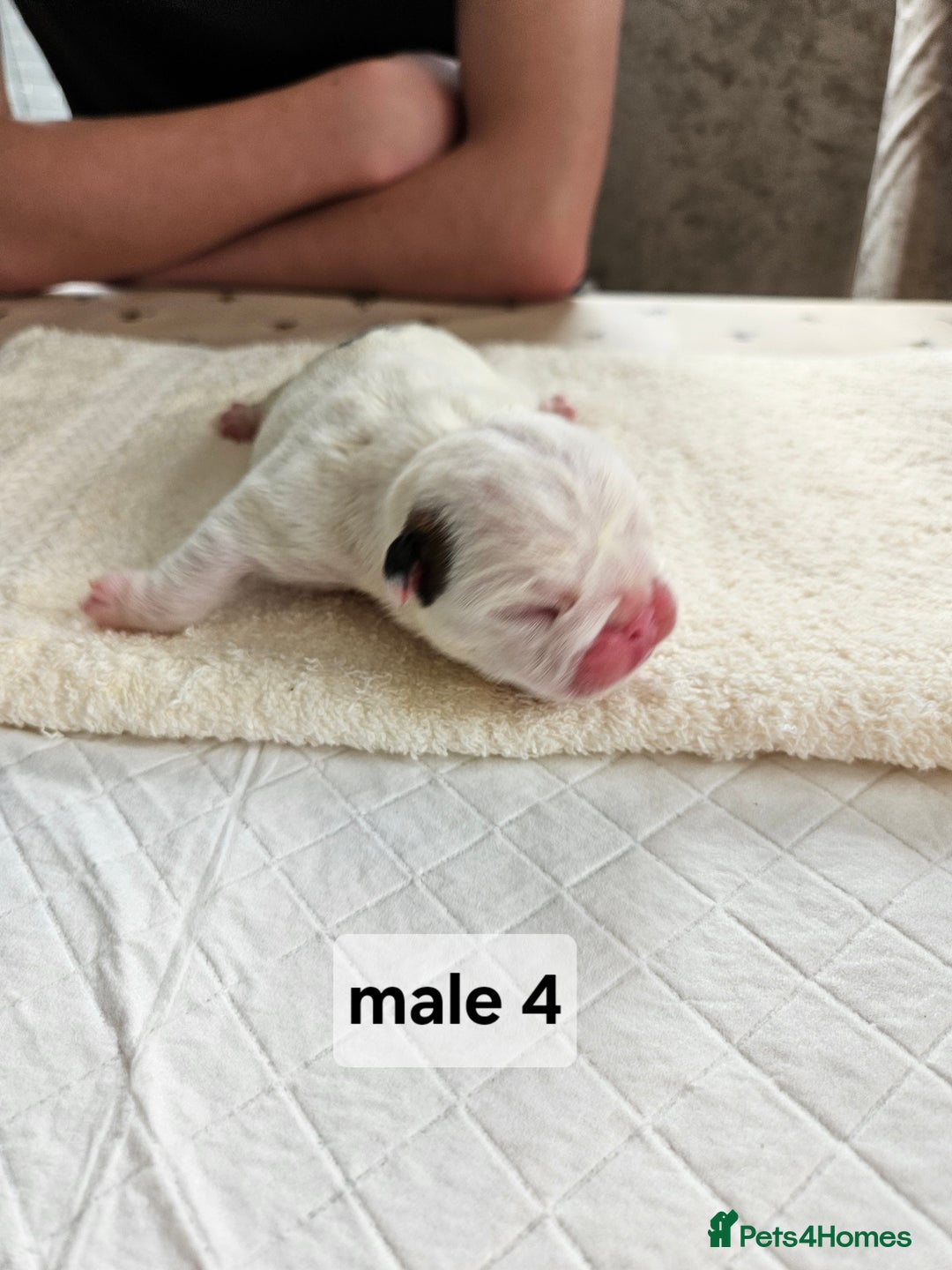 English Bulldog dogs for sale: Kennel club registered English bulldog puppies  - Image 13