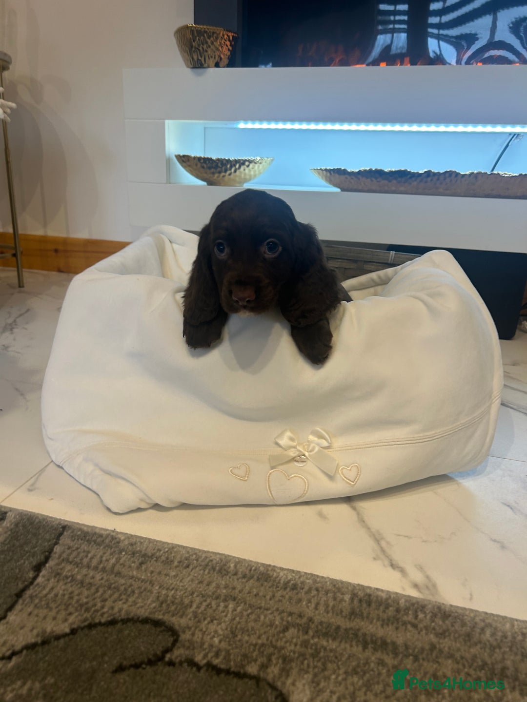 Cocker Spaniel dogs for sale: Rainbow litter cocker spaniel puppies  - Advert 16