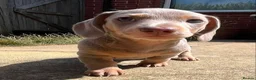 Miniature Dachshund dogs for sale: KC Reg Miniature Dachshund Puppies For Sale - Advert 16