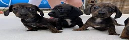 Miniature Dachshund dogs for sale: Miniature Dachshund  - Advert 4