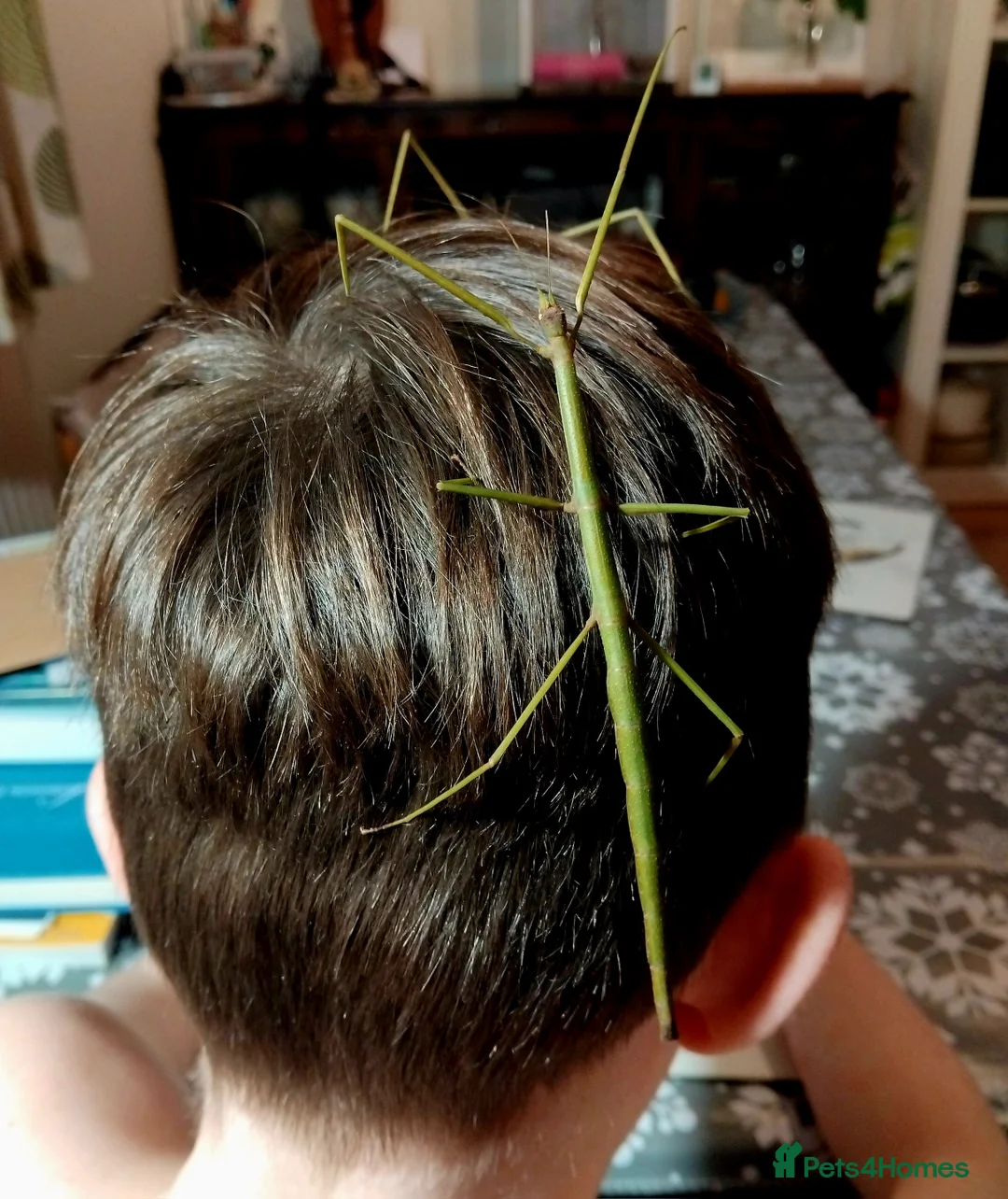 Stick Insects invertebrates for sale: Ramulus artemis EGGS - Advert 4