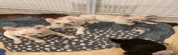 French Bulldog dogs for sale: 5 beautiful French bulldog puppies  - Advert 18