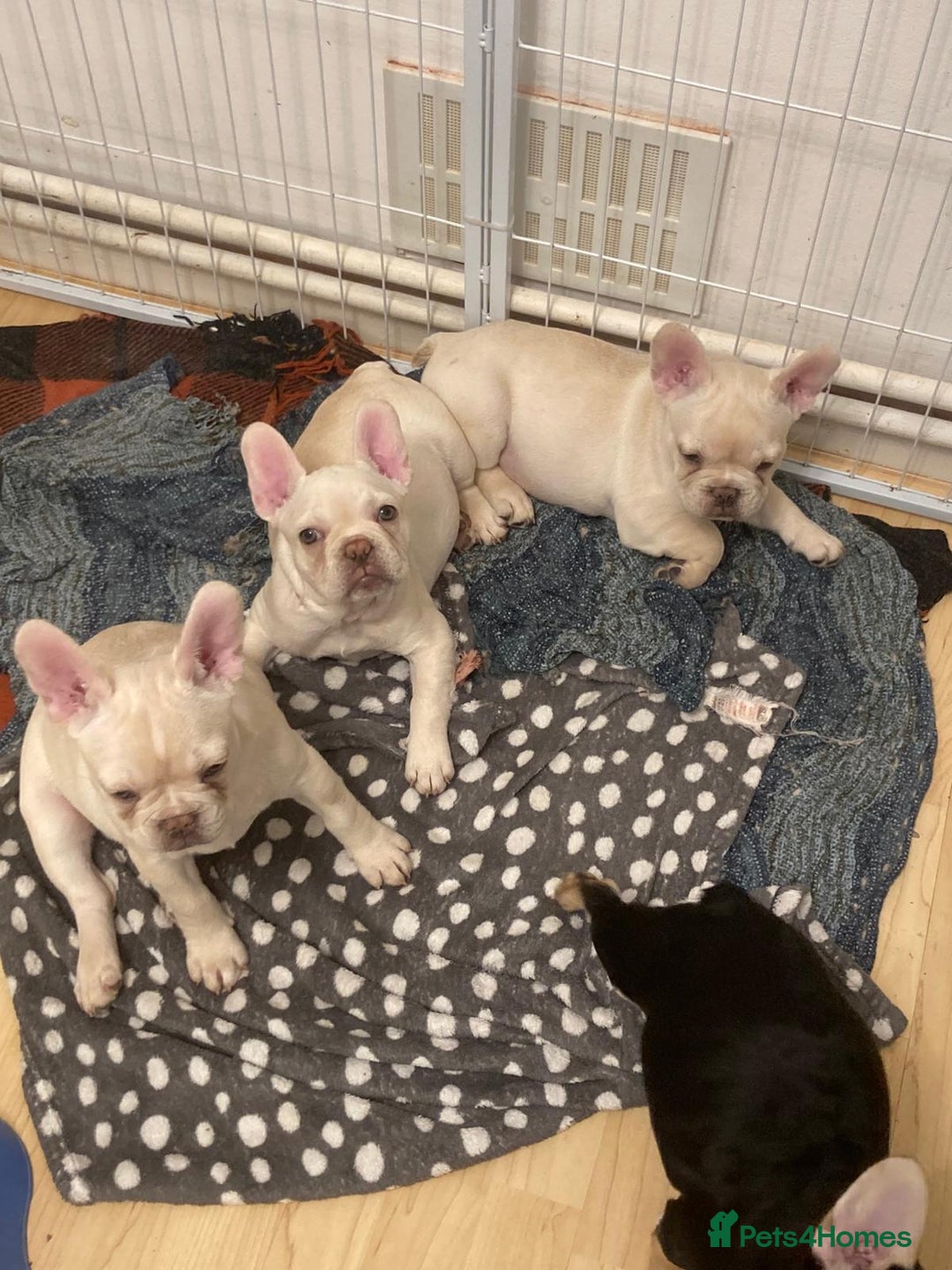 French Bulldog dogs for sale: 5 beautiful French bulldog puppies  - Advert 18