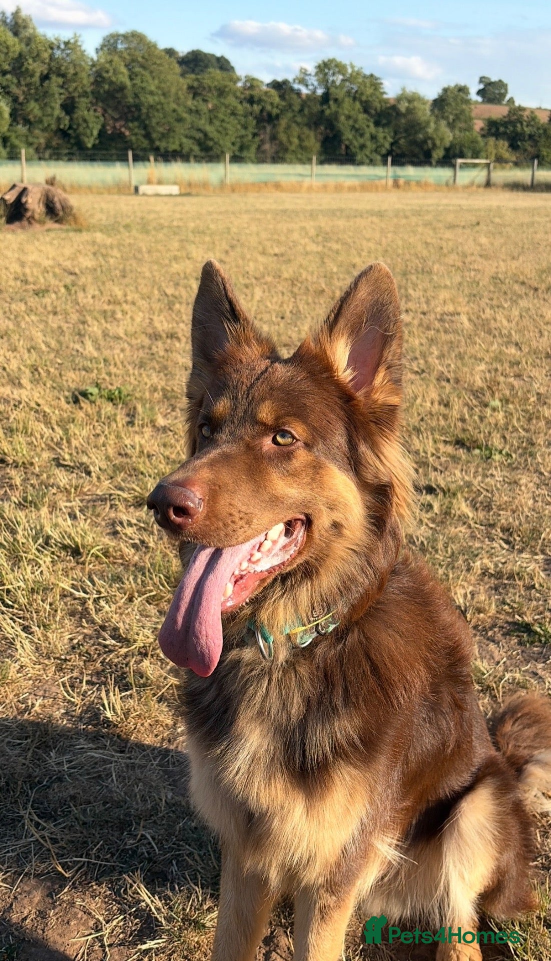 German Shepherd dogs 1 year old needing loving home - Advert 1