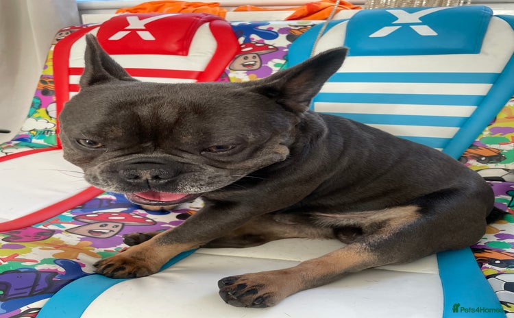 French Bulldog dogs - Advert 6