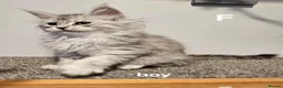 Maine Coon cats for sale: Large Maine Coon kittens regd European bloodline - Advert 11