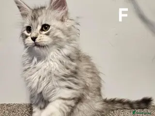 Maine Coon cats Large Maine Coon kittens regd European bloodline - Advert 2