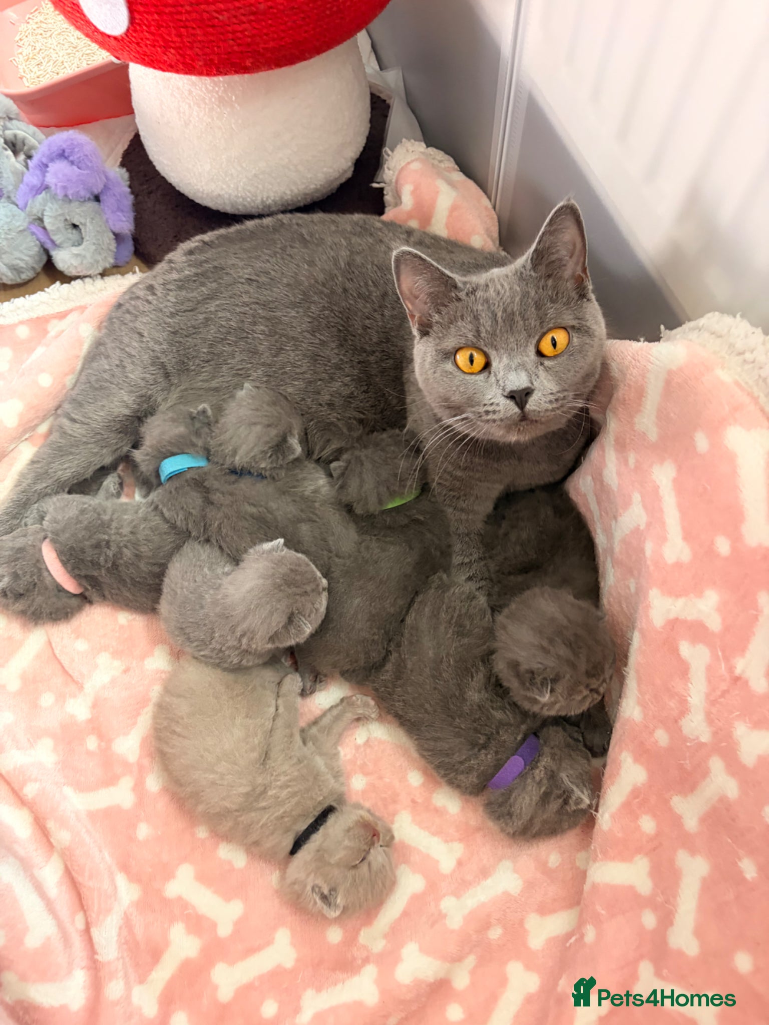 British Shorthair cats British shorthair kittens  - Advert 1