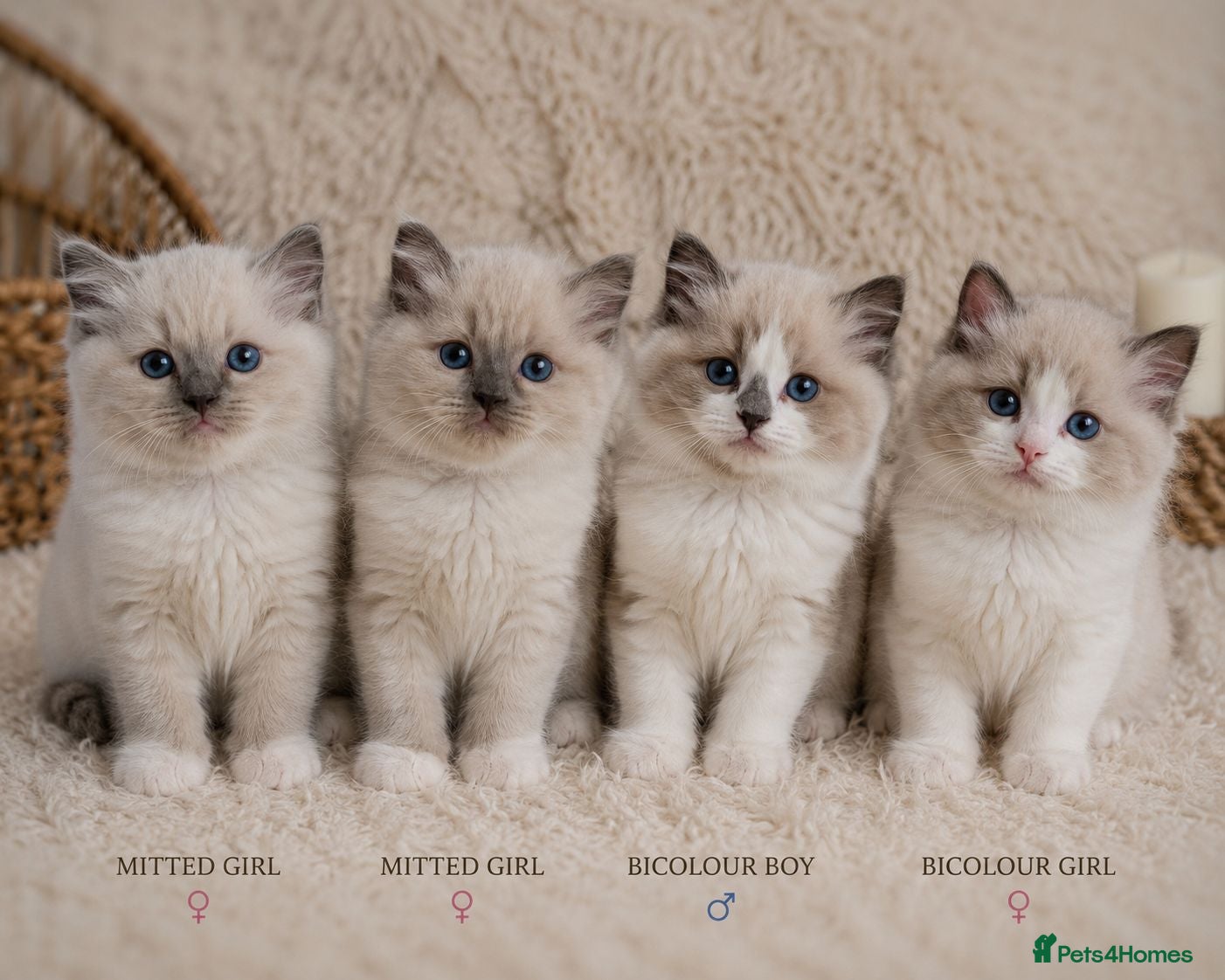 Ragdoll cats Gccf Bicolour / Mitted Ragdoll ChampionBloodlines - Advert 16