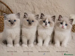 Ragdoll cats Gccf Bicolour / Mitted Ragdoll ChampionBloodlines - Advert 16