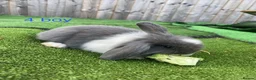 Mini Lion Lop rabbits for sale: 8 loinlops  - Advert 9