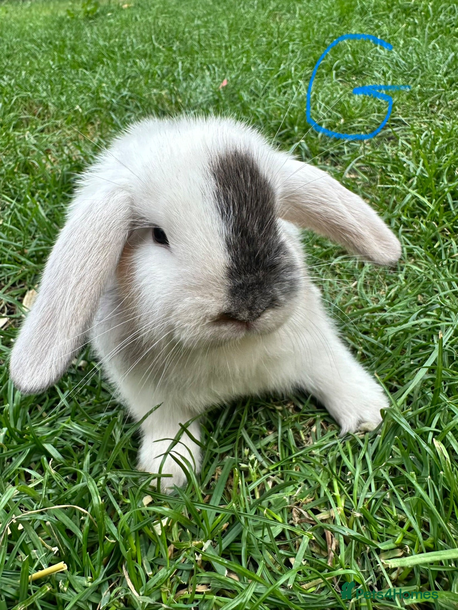 Mini Lop rabbits Mini Lop Rabbits For Sale  - Advert 1