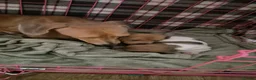 Miniature Dachshund dogs for sale: 2 miniature dachshund puppies for sale - Advert 2