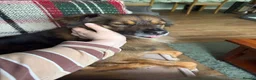 Mixed Breed dogs for adoption: 🐾 RUSTY - RESERVED - Advert 3