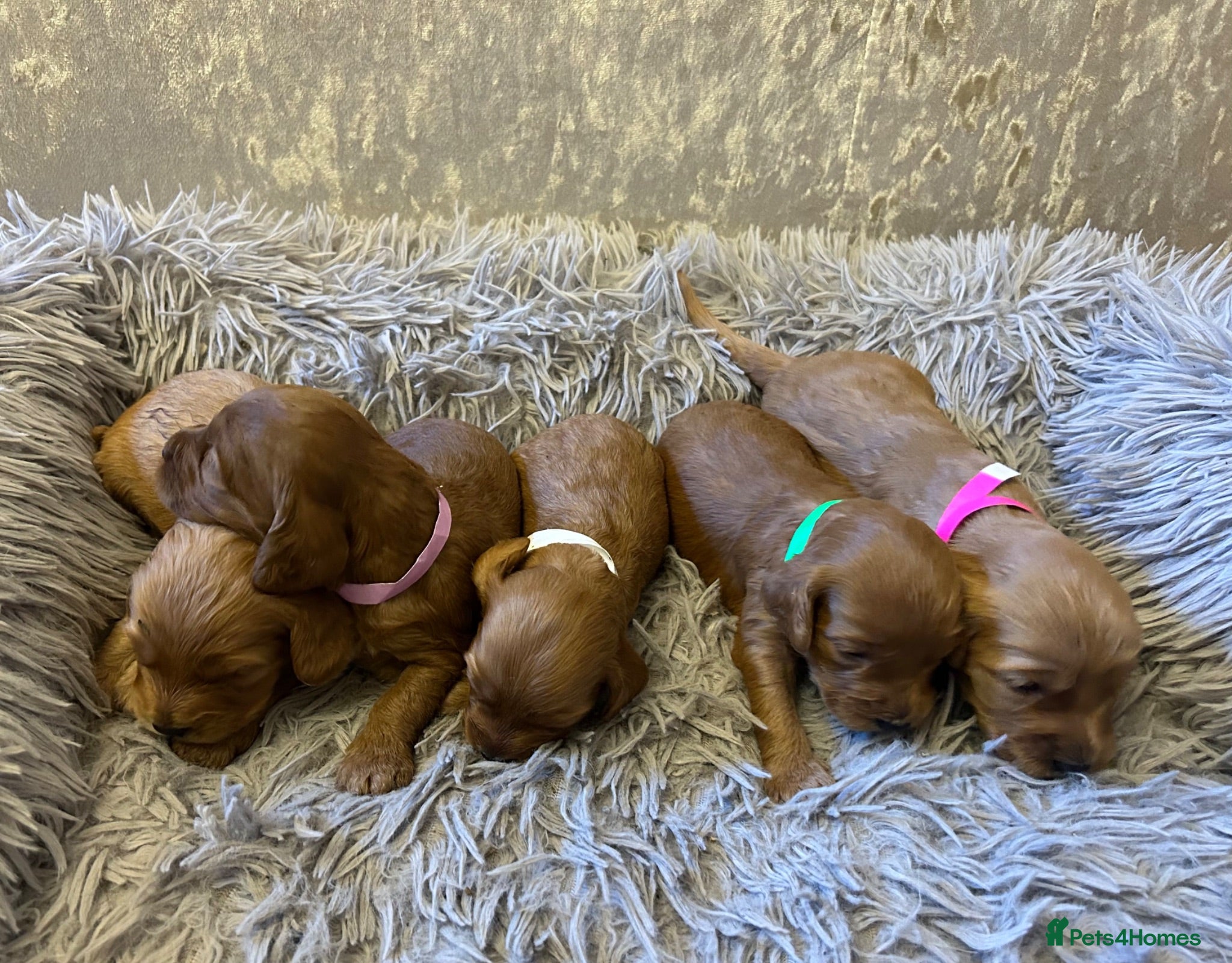 Cockapoo dogs 9 Gorgeous Cockapoo Puppies  - Advert 1