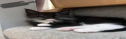 Maine Coon cats for sale: 10kittens 🐱 Ready to leave now  - Advert 11