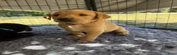 Labrador Retriever dogs for sale: Exceptionally bred KC pups, one yellow girl left  - Advert 2