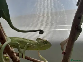 Chameleon reptiles Baby chameleons - Advert 5