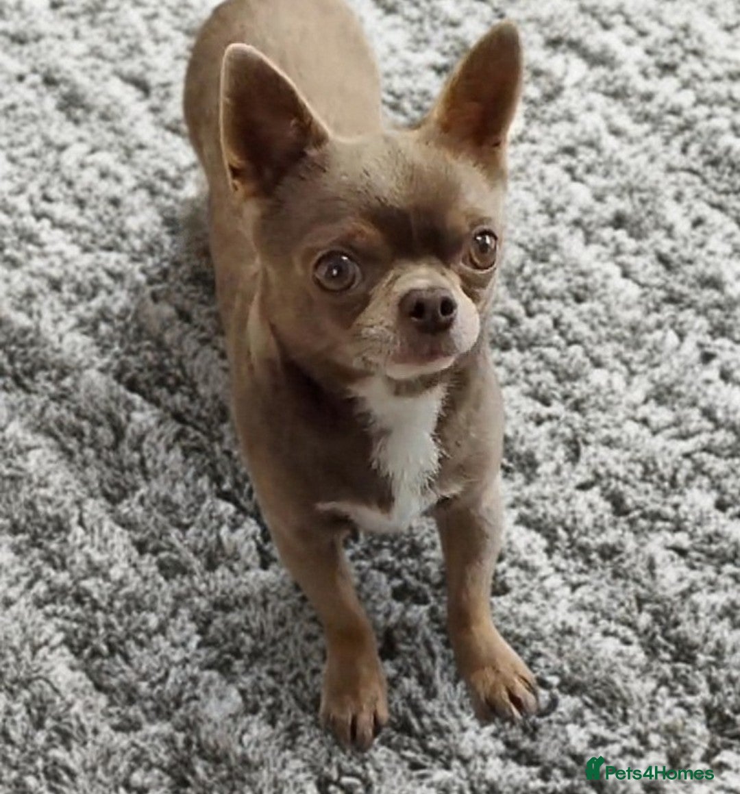 Chihuahua dogs KC reg-Health tested-PROVEN  - Advert 15