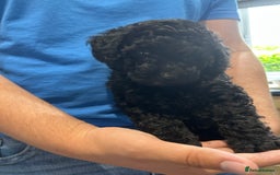 Toy Poodle dogs for sale: Toy poodles - Image 4