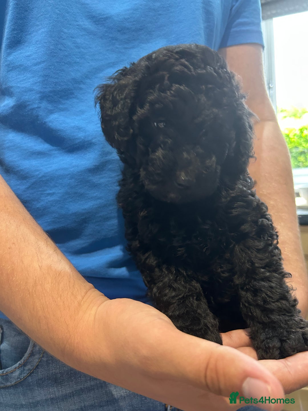 Toy Poodle dogs for sale: Toy poodles - Image 4