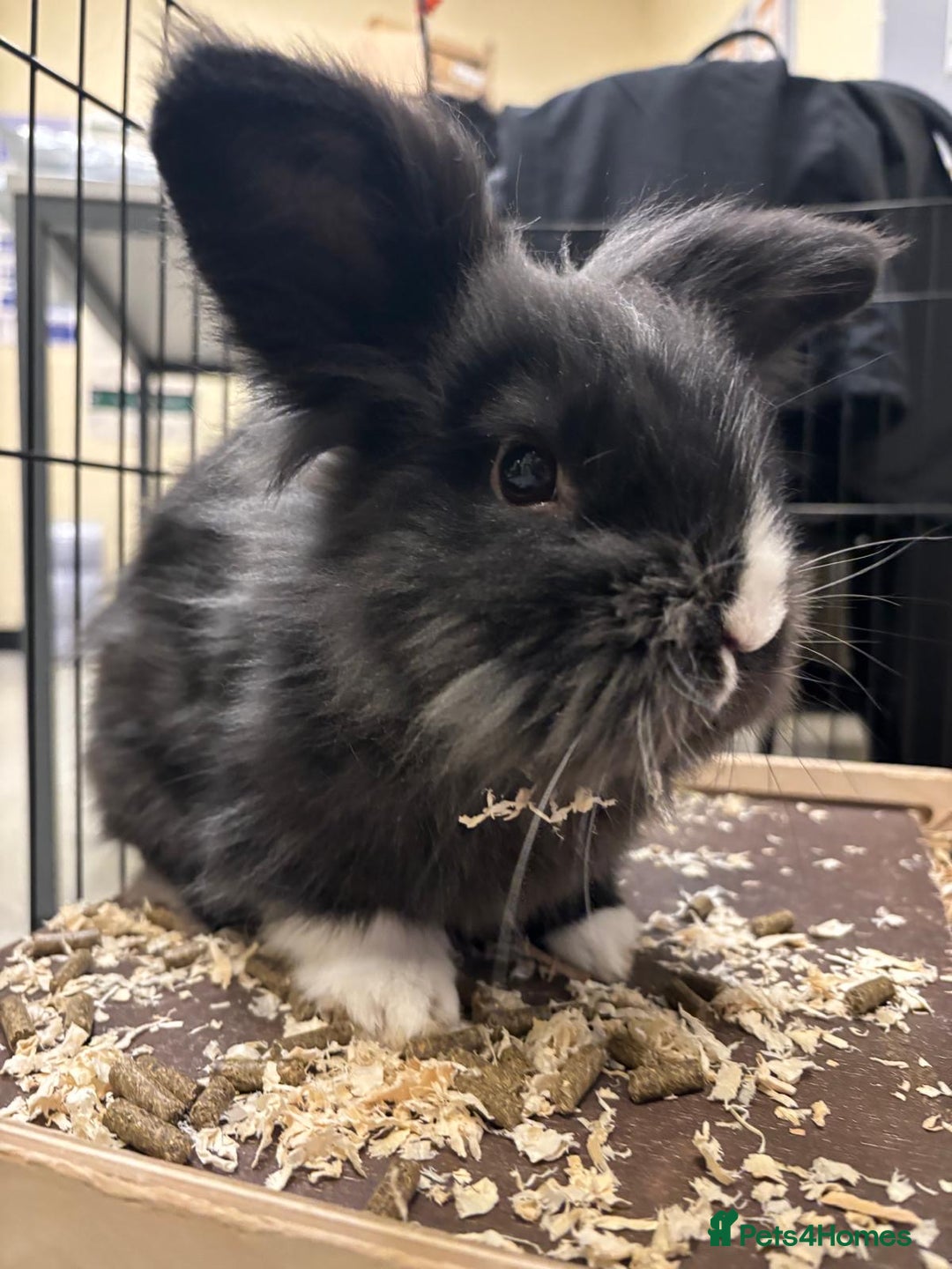 Lionhead rabbits for sale: Lionhead Male Rabbit - Ezri - Advert 2