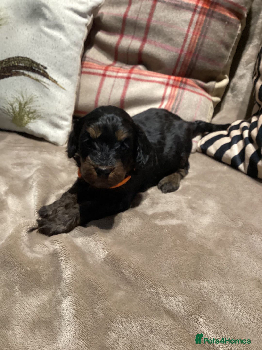 Cockapoo dogs for sale: Cockerpoo  - Advert 9