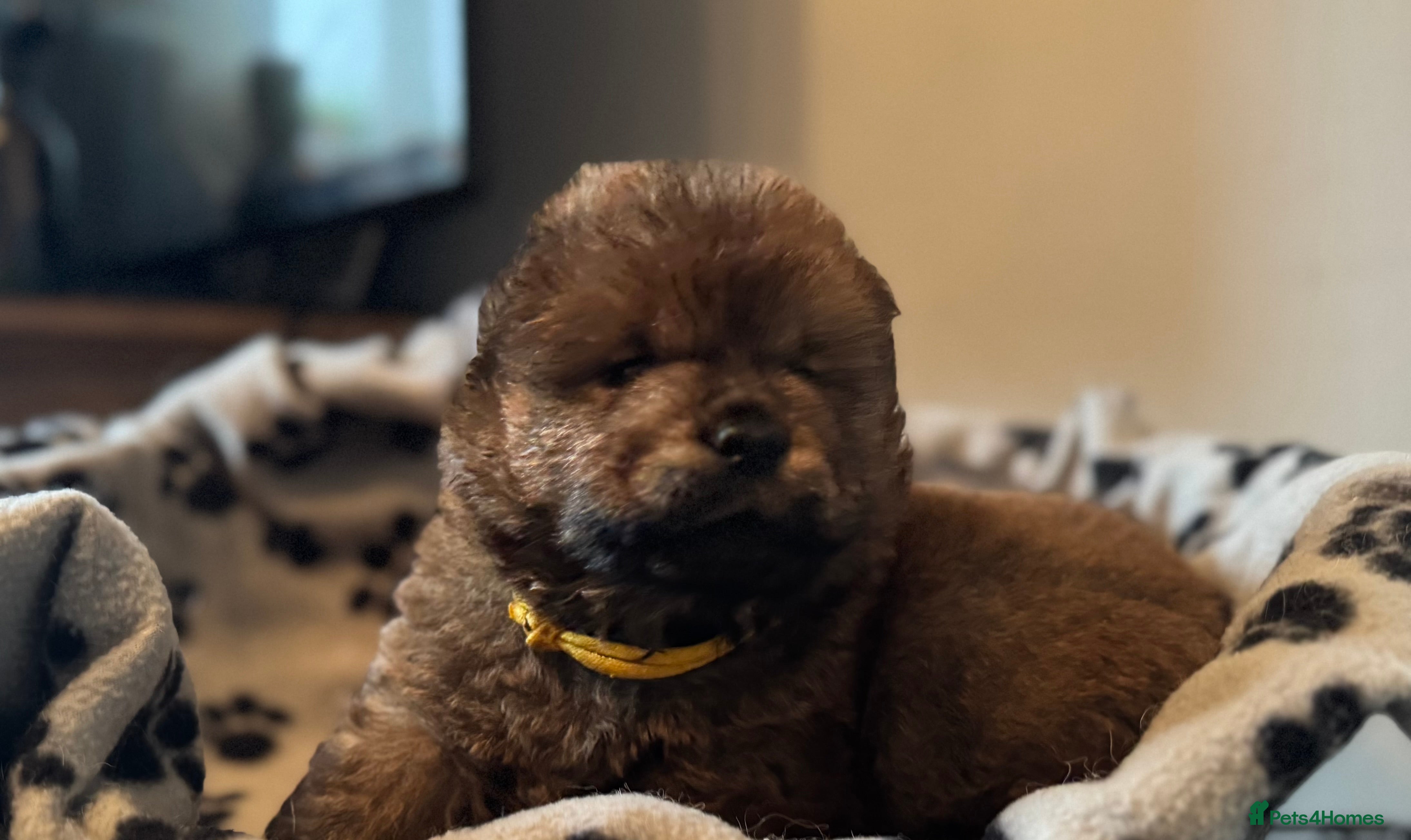 Chow Chow dogs Wyvernwest - Puppies have arrived  - Advert 7