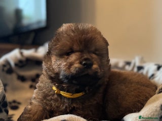Chow Chow dogs Wyvernwest - Puppies have arrived - Advert 9