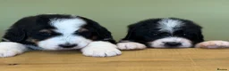 Bernedoodle dogs for sale: Bernadoodle pups homebred  - Advert 6